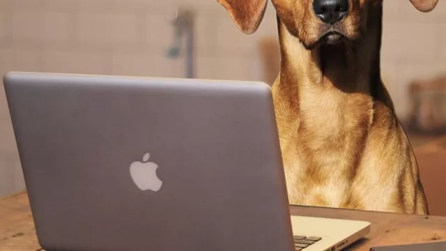 Dime qué mascota tienes y te diré qué empleado eres (oficinas pet-friendly, una tendencia que Essen hace punta)