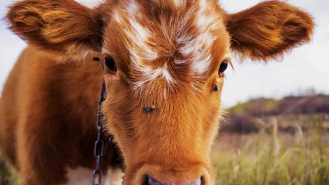 ¡Desde la genética al plato!... Conexión Ganadera abrirá su primer restaurante Stradivarius (y lanzará una oferta de capital privado)
