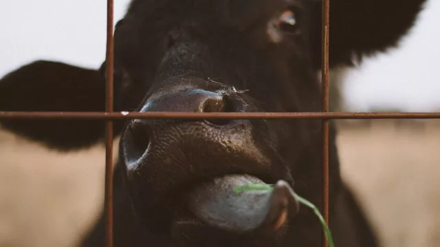 El marketplace ganadero llegó para quedarse (ClicRural realiza 600 remates al año y creció 30% online en la región)