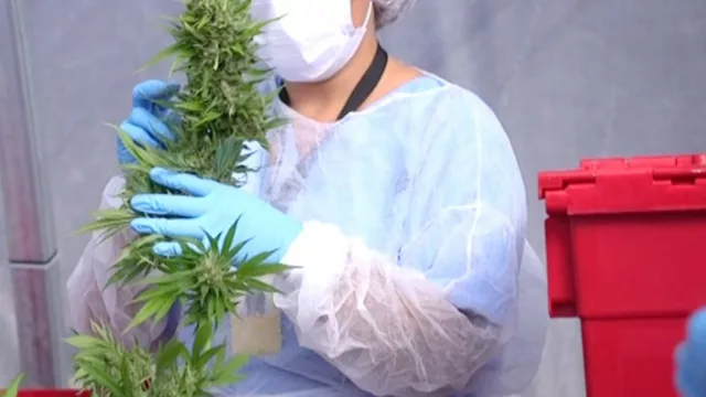 La historia de la única empresa uruguaya de cannabis medicinal que logró sobrevivir (para exportar a los principales mercados del mundo)