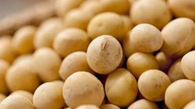 ¡Y dale que va con la soja! (Exportaciones de julio se pusieron 32% arriba que 2023)