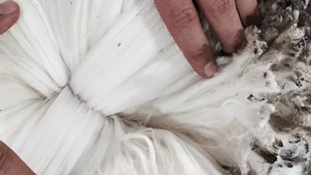 Al abrigo del balido (en lo que va de 2024 UY exportó 60% más lana)