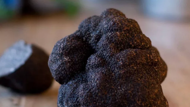 En búsqueda de la producción de la trufa negra (emprendedores y académicos trabajan en un plan de negocios para venderlas hasta por 1.000 Euros el kilo)