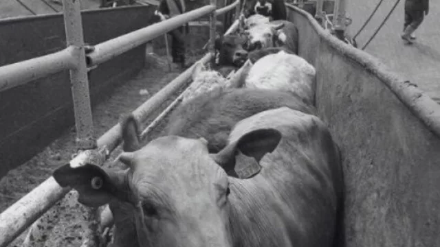 Cuando se trata de pisar fuerte (exportación de ganado en pie alcanza en agosto récord desde 2018)