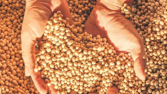 De un año al otro la soja crece más de 1.200% (exportaciones de agosto se pusieron arriba que 2023)