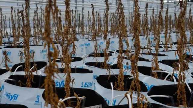 Otra planta de Cannabis que se vende (Pharmin a remate forzado)