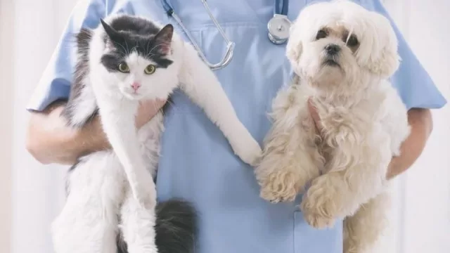 ¿Está de acuerdo en la ley que aprobó el Parlamento de prohibir cirugías no terapéuticas en perros y gatos?