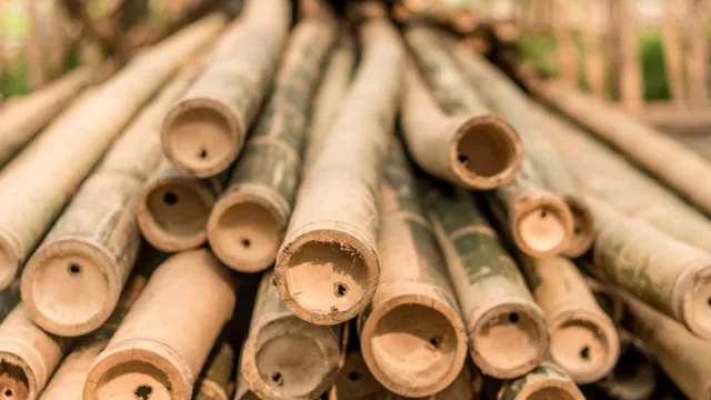 Un recurso antiguo que se hace moderno (Uruguay Bamboo consolida un producto versátil)