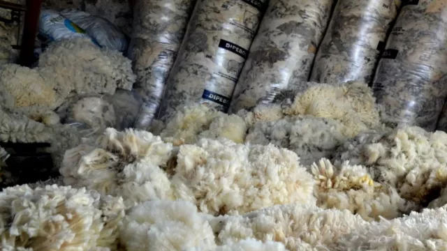 Si es sucia también vale (volúmenes de lana exportada en 2024 cerca del pico de 2019)