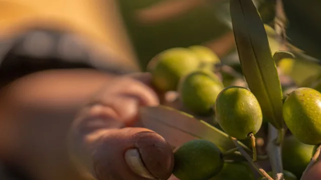 Esos olivos italianos que crecen en tierra uruguaya (aceite Pique Roto destaca por su calidad)