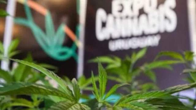 ExpoCannabis Uruguay 2024: expertos internacionales, semillas legales y sabores de cáñamo