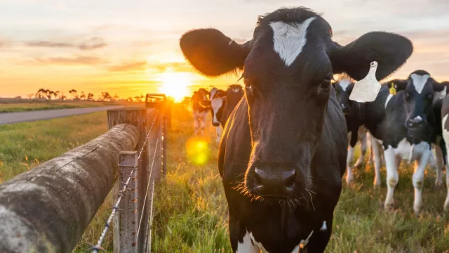 Menos que en 2023 pero a la cabeza en noviembre de 2024 (exportaciones de carne bovina otra vez se pone como principal producto)