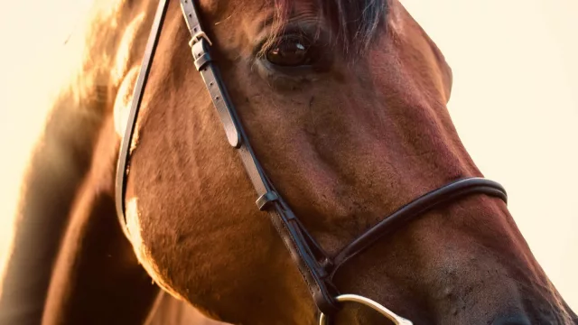 La señora de los caballos (una emprendedora encontró el negocio en la venta de solo mansos)