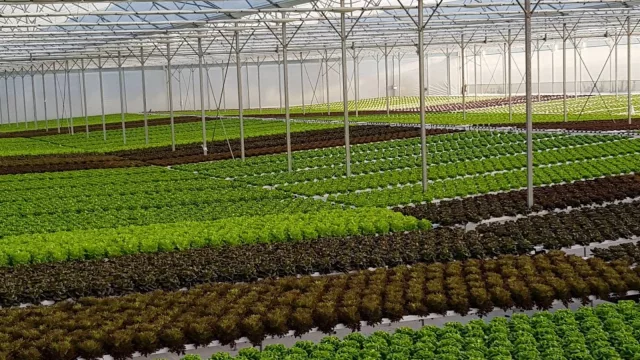 Crece los hidropónicos (Verde Agua produce 1 millón de kilos al año y va por más)