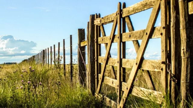 En 2024 la compraventa de campos creció 58% (monto de operaciones superó los US$ 1.400 millones)