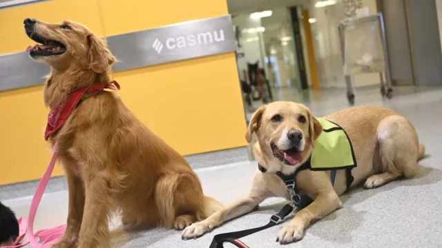Yo soy tu amigo fiel (Casmu permite que mascotas visiten pacientes)