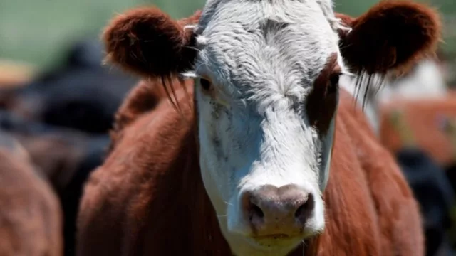 ¿En qué anda el caso Portfolio Capital? (autoridades de la empresa  propusieron un plan a 12 años para saldar su deuda de US$ 15 millones con sus inversores)