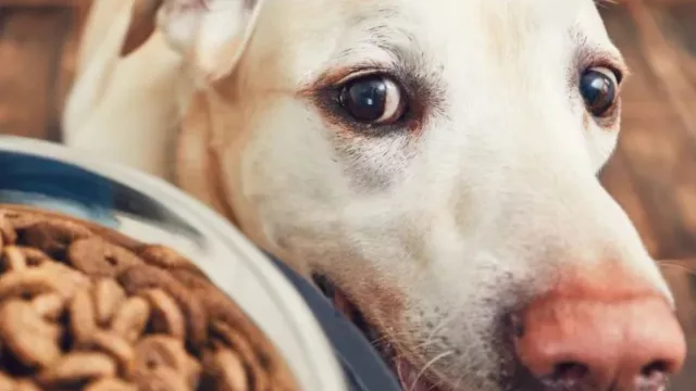 Green Pet: el alimento uruguayo que combate alergias en perros sin usar proteína animal (y apunta a exportar)