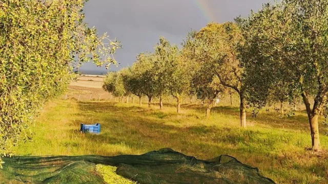 Cuando la innovación llega a través de los frutos (olivos italianos de Pique Roto marcan el rumbo)