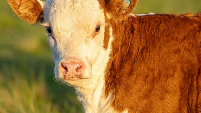 Campo Abierto proyecta inteligencia artificial y robótica para mejorar el vínculo con el productor