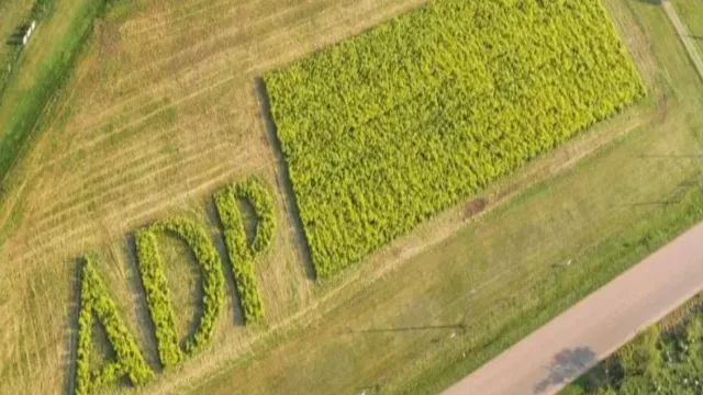 ADP se quedó con el negocio agrícola ganadero de Pérez Companc ("Vamos a hacer negocios más intensos que ellos" by Guigou)