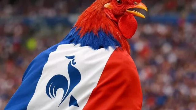 El gallo francés canta de nuevo (Le Coq Sportif vuelve al mercado uruguayo con una estrategia de relanzamiento gradual)