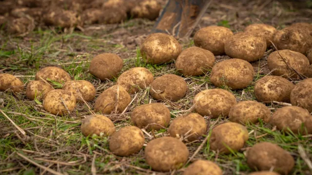 PepsiCo y Yara se unen para descarbonizar el agro en América Latina