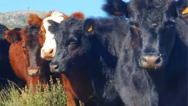 Ni cuentas de madera o nudos en una cuerda (ahora en el campo se usa RanchGPT)