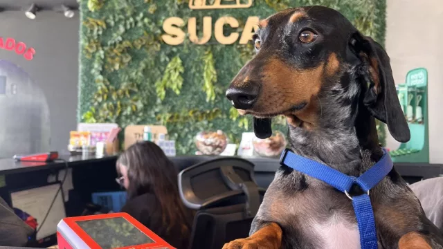 Sucan busca $ 32 millones a través Crowder para acelerar su expansión