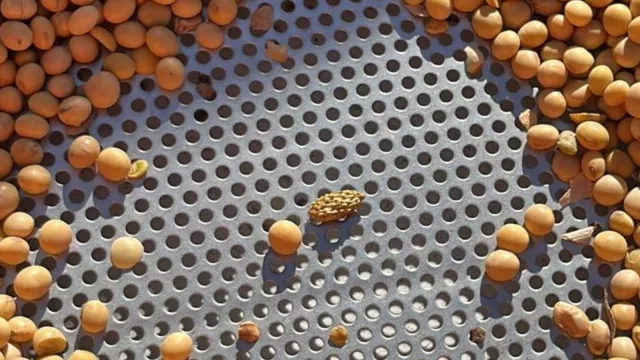 Soja, carne bovina y celulosa lideran exportaciones (agosto se puso 3,5% arriba que 2024)