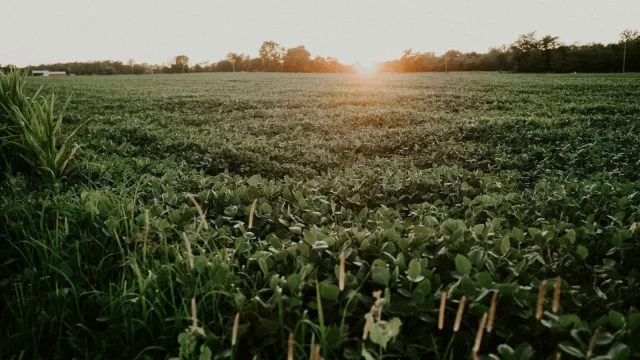 IA aplicada a cultivos de soja (LATU, Latitud y URUPOV firman convenio)