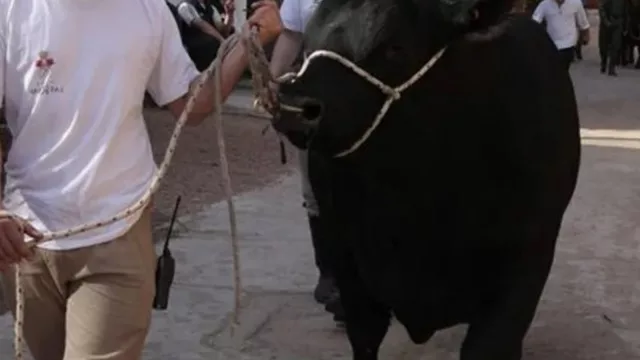 El sueño de la cucarda es con inversión (¿cuánto le salió a un cabañero tener un animal en Expo Prado?)