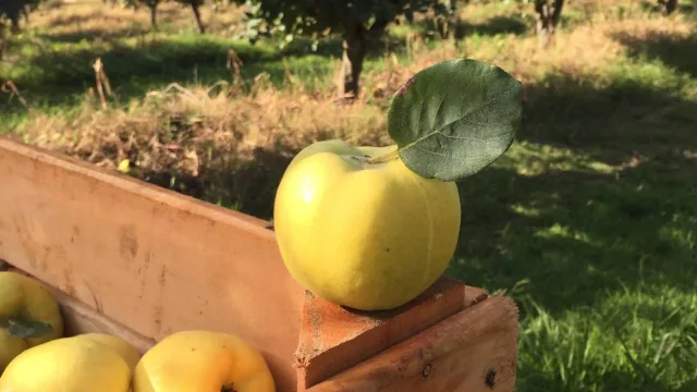Fattoria Buccino: la versión gourmet de una quinta que produce 200 toneladas de membrillo por año