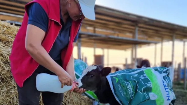 La nutrición animal es negocio (Nutex crece 25% anual en facturación y espera para entrar en Brasil)