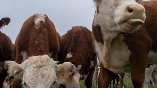 Y el podio de exportaciones no cambia (también en setiembre la carne bovina, la soja y la celulosa lideraron los números)