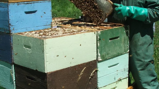 La Granja Honey: la miel uruguaya que logró la Marca País Uruguay (y quiere ser la número uno en 2027)