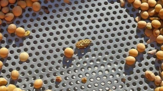 El cultivo de soja se redefine (llegó a UY innovación para proteger hectáreas)