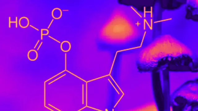 Terapias psicodélicas en la salud mental (la startup Eywa Biotech captó US$ 2,5 millones con su cambio de paradigma)