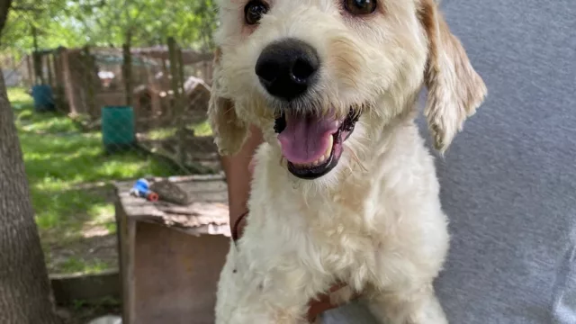 Yoga y perritos en un solo lugar (APA El Refugio invita a una jornada de adopción muy particular)