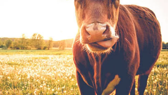 Apenas un 2% arriba en las exportaciones (noviembre marcó una leve diferencia con 2024 facturando US$ 1.057 millones)