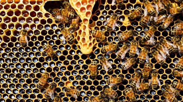 Sabor amargo para la industria de la miel (muerte masiva de abejas genera un “golpe muy fuerte para el sector”)