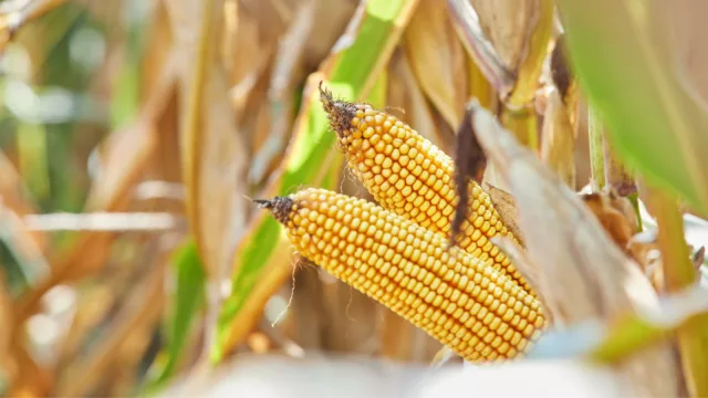 Solidaridad grano por grano (Cargill donó casi 80 toneladas de maíz para Banco de Alimentos en UY)