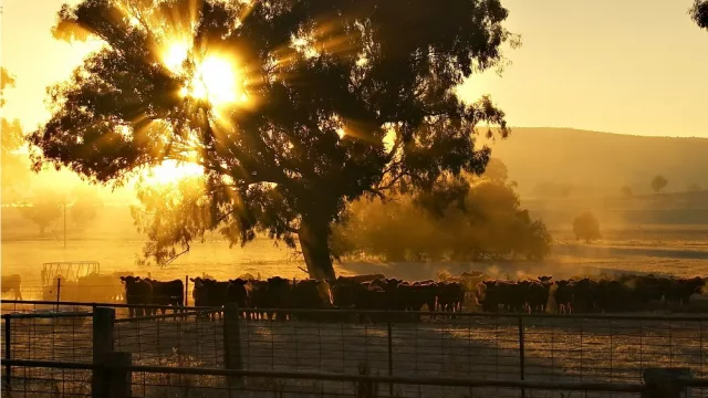 Los Cardinales dirá presente una vez más en Agro en Punta con su modelo de asesoramiento en compra y venta de campos, estancias y empresas Agroindustriales en Uruguay