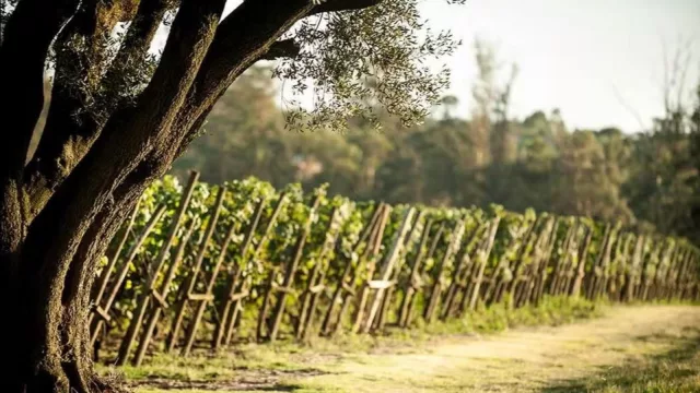 ¿Quiénes buscan calma en Carnaval? (muchos y Civitatis lo sabe)