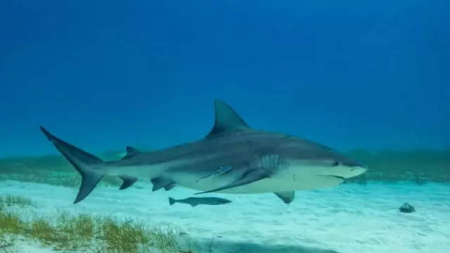 New Smyrna Beach: sol, olas y arena perfecta (ideal para hacer surf, ver delfines... ¡y tiburones!)