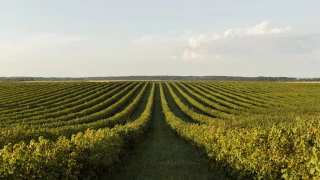 Esta es la práctica agrícola que proyecta un impacto de 0,5% del PBI si se masifica (esto dice informe de CERES)