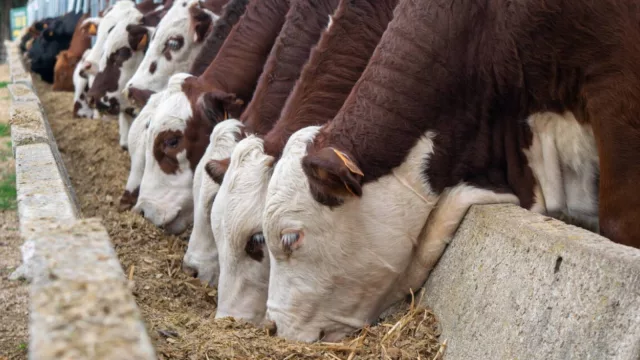 Las claves de la semana en el agro: ganado firme, reposición en zafra y menor faena ovina