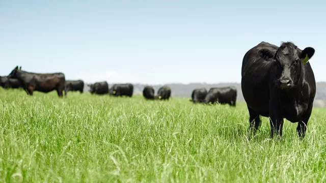 Más vacas pero menos trabajadores y menos explotaciones (los datos del último censo agropecuario muestran una nueva foto del sector)