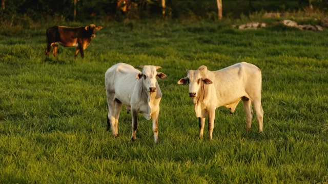 Agrifirm adquirió a Hamlet Protein y potencia su negocio de nutrición animal de alta especialización