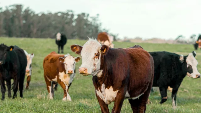 Fuertes críticas a las políticas restrictivas y a la burocracia (así fue el discurso inaugural de la Rural de Melilla)